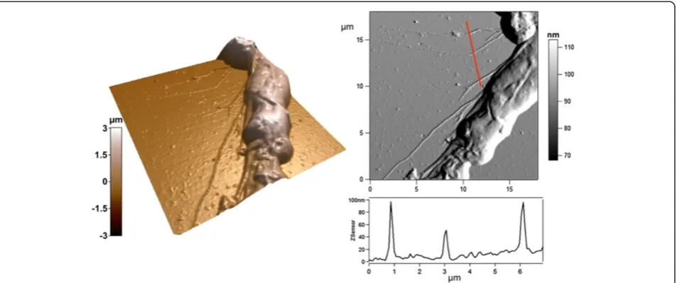Figure 7 AFM images in contact mode of a MCF-7 cultured on pSi. 3D reconstruction of the AFM height image of the side of a cell, with thecorresponding deflection image and height cross section along the indicated red line.
