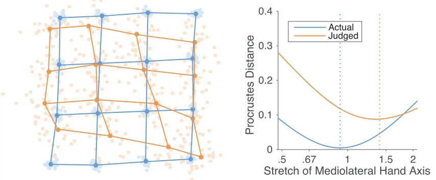 Figure 4: Left panel: Generalized Procrustes alignment of the actual configuration of points on the hand (blue dots and lines) and perceptual maps (orange dots and lines)