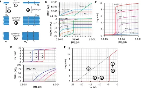 Fig. 5Multi-stranded polymers. (A) Thermodynamic cycle for the formation of a multi-stranded polymer fromtotal concentration of the monomer