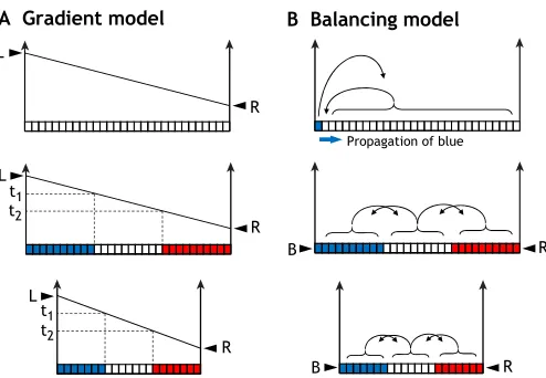 Fig. 1. Two models to solve the French Flag Problem. (A) The first modelthat Wolpert proposed (the ‘gradient model’) has become an icon for thedevelopmental biology community