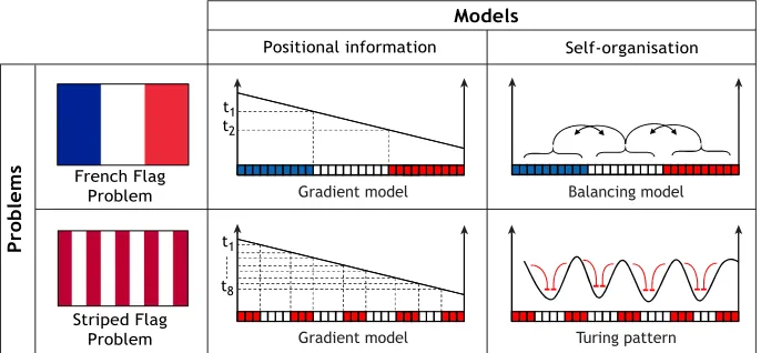 Fig. 2. Flags as metaphors for patterningoutcomes. An ingenious idea of Wolpert was touse flags as metaphors of patterning problems,thereby de-coupling them from their multipletheoretical solutions
