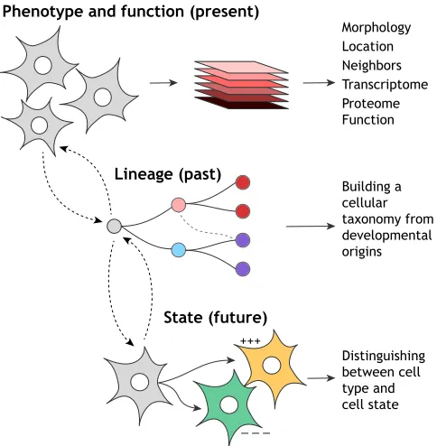 Fig. 1. The three pillars of cell identity. Phenotype and function: the mainpillar concerns measurements of a cell in the present that enable systematicand unbiased cell type categorization