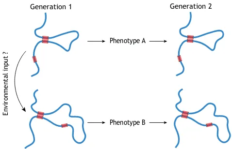 Fig. 1. Higher-dimension hereditary information: beyond linear DNAsequence? The schematic depicts a hypothetical self-replication process inwhich a higher-order chromatin structure (facilitated by anchor proteins,chemical marks on DNA/histones and RNAs etc