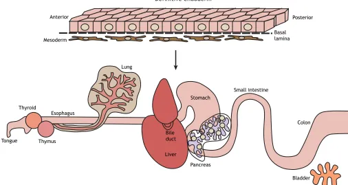 Fig. 1. Schematic representation of some mammalian endodermal organs. The definitive endoderm (DE) is initially a simple sheet of epithelial cells attachedto a basal lamina and associated with mesoderm