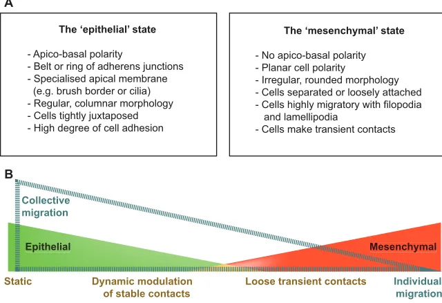 Fig. 1. The ‘framework for EMT and collective cell migration.(A) Some of the main features that contribute toepithelial or mesenchymal cell states are listed
