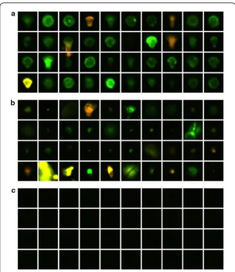 Fig. 3 Example images from the dataset. a Cell images centered and scaled. b Hard negative images, that is manually eliminated