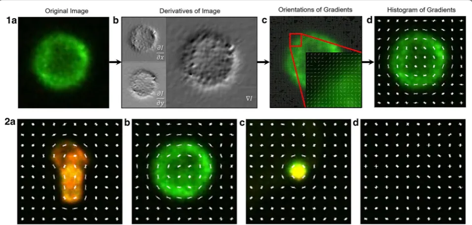 Fig. 4 Original image 1(a), horizontal and vertical derivatives of image 1(b), orientations of gradients overlaid on each pixel 1(c), orientations gathered into histograms and block normalized 1(d)