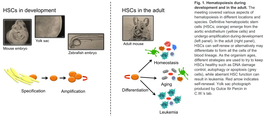 Fig. 1. Hematopoiesis during