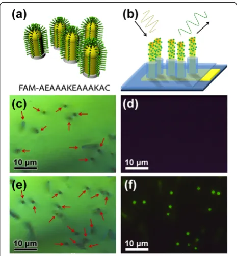 Figure 3 Scheme of peptide-functionalized Au-coated NWs andbright field and fluorescence microscopy images