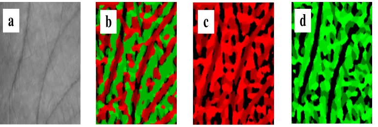 Fig. 3. (a) The original image, (b) the cosin component of the orientation map, (c) the PORIR image, and (d) the NORIR image