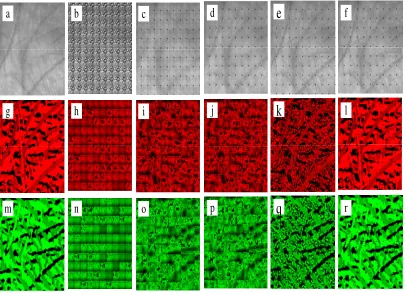 Fig. 6. Some samples which demonstrate our feature extraction method: (a) the palmprint image with size 100×100; (b)-(f) some  NORIR image, and some reconstructed images of the PORIR image (h)-(l) and NORIR image (n)-(r) by GridLDA with d={1,5, 20, reconst