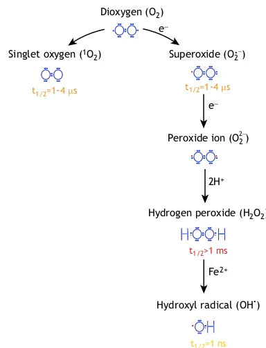 Fig. 1. Atmospheric oxygen-derived reactive oxygen species. A number of