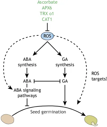 Fig. 3. ROS interactions with the ABA and GA pathways during seedgermination.genetic approaches) positively influences the release of dormancy and favorsthe onset of germination