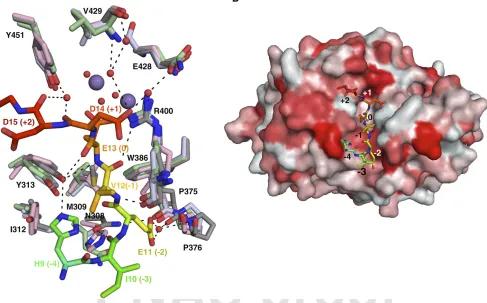 Fig. S2.Sequence and structural alignment of phosphatase families (related to Fig. 2)
