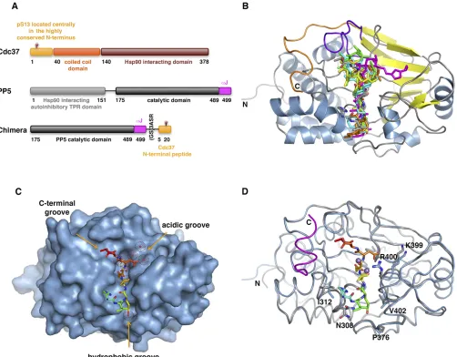 Fig. S1.Construct design and structural analysis for the PP5-Cdc37 chimera (related to Fig