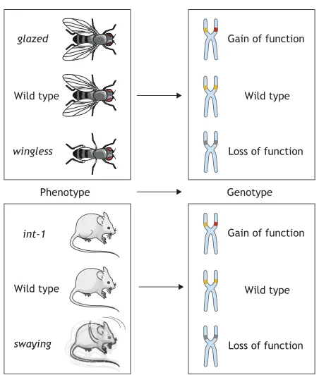 Fig. 2. From phenotype to genotype in flies and mice. Gain- and loss-of-function alleles of Wnt were independently discovered based on differentphenotypes in flies (top) and mice (bottom)