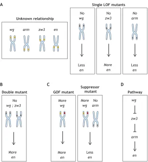 Fig. 3. Epistasis experiments reveal the relationshipbetween genes. (A) Loss-of-function (LOF) mutants for