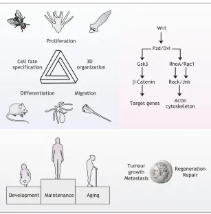Fig. 4. Towards resolving the complexity of Wntsignalling.