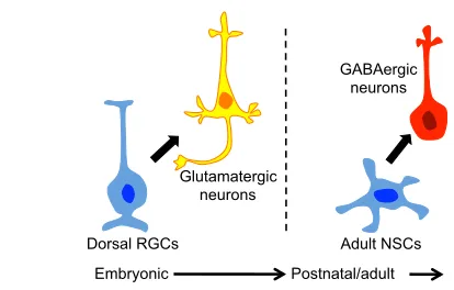 Fig. 1. Neuronal types generated by telencephalic neural stem cells.Dorsal embryonic neural stem cells (NSCs), also known as radial glial cells(RGCs, blue), generate cortical glutamatergic pyramidal neurons (yellow),either directly or via transit amplifyin