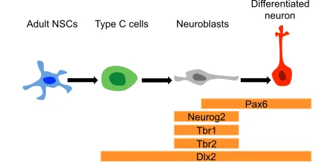 Fig. 3. Pattern of neuronal type transcription factor (TF) expressionin subventricular zone (SVZ) cells