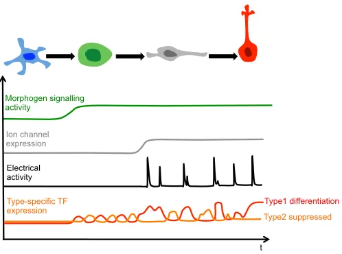 Fig. 4. Model for interaction of morphogen signalling, electricalactivity and the expression of type-specific  transcription factor(TFs) during subventricular zone (SVZ) neurogenesis