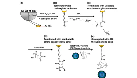 Figure 4 Process of conjugation between Au-NP and a 4-nm QD. (a, b) HS(CH2)15COOH is first self-assembled on the Au atoms at the AFMtip to expose the carboxylic acid functional group