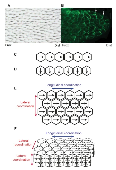 Fig. 1. Polarity coordination. (A) Hairs on a Drosophila wing point fromproximal (Prox) to distal (Dist) positions in a coordinated manner