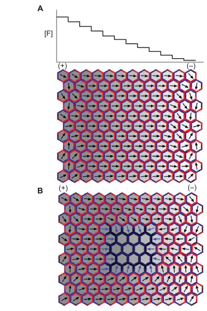 Fig. 9. Organisation of tissue cell polarity through intercellulargradients. left boundary [plus (+) organiser] and degraded at the right boundary[minus (–) organiser]