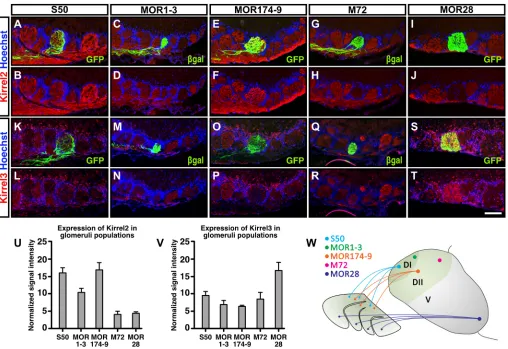 Fig. 1. Differential expression of Kirrel2 and Kirrel3 in axons of specific OSN populations