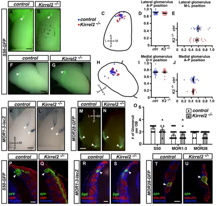 Fig. 2. Kirrel2 is dispensable for the accurate formation of S50-, MOR1-3- and MOR28-positive glomeruli in the OB