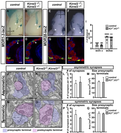 Fig. 3. Kirrel3 does not compensate for loss of Kirrel2 in the targeting of MOR1-3- and MOR28-positive glomeruli in the OB
