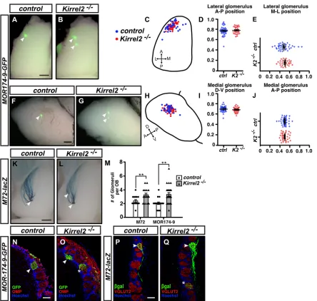 Fig. 4. Defects in the targeting of MOR174-9- and M72-positive axons are observed in Kirrel2−individual GFP- orMOR174-9- and M72-positive glomeruli was observed inMOR174-9-GFPnnidentify MOR174-9 (N,O) and M72- (P,Q) positive glomeruli, respectively