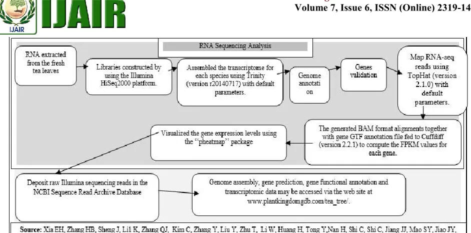 Fig. 2. Overview of Tea Genome Sequencing and Assembly 
