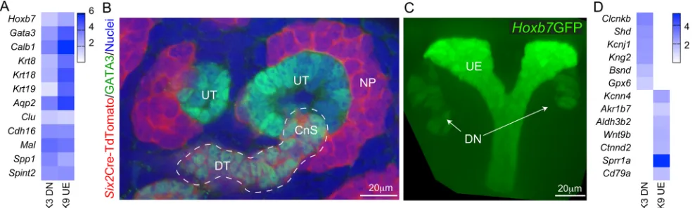Fig. 6. Analysis of stromal clusters within developing mouse kidney. (A) Reclustering of all cells from the stromal lineage resulted in seven clusters:S0 Cortical/nephrogenic zone stroma (CS/NZS), S1 Medullary stroma+ (MS+), S2 collecting duct-associated s