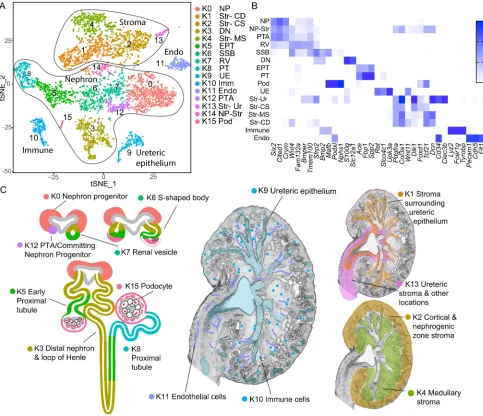 Fig. 1. Markers and population map for E18.5 mouse kidney. (A) tSNE plot revealing 16 cell clusters within the whole developing kidney (K) identifiedfrom largest to smallest population as representing nephron progenitor (KO NP), stroma surrounding collecti