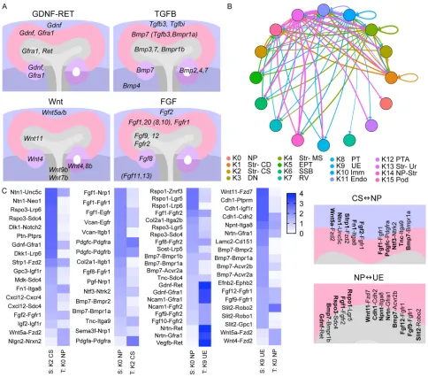 Fig. 2. Global analysis of receptor-ligand interactions. (A) Illustration of expression domains for known ligands and or receptors involved in GDNF-RET, TGFB,ligand source (S) cluster and receptor target (T) cluster on thelower values (available in Table S