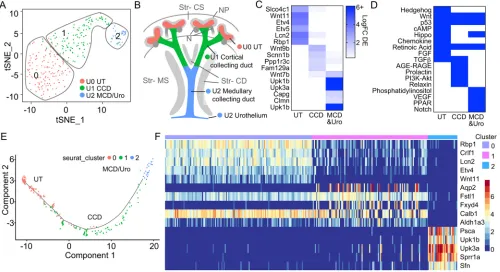 Fig. 3. Ureteric epithelium subclustering identifies known subpopulations and established developmental trajectories