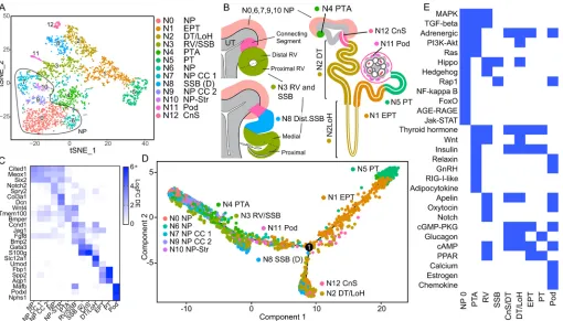 Fig. 4. Nephron lineage reclustering. (A) tSNE plot of 13 nephron lineage clusters from the developing mouse kidney
