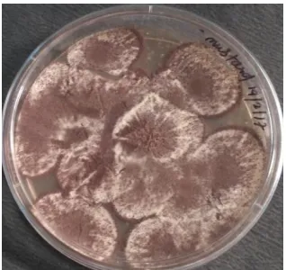 Fig. 1: Lipolytic fungal isolate (S2St1)