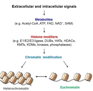 Fig. 1.  Extracellular or intracellular inputs influence the histone modifiers to modify the chromatin structure