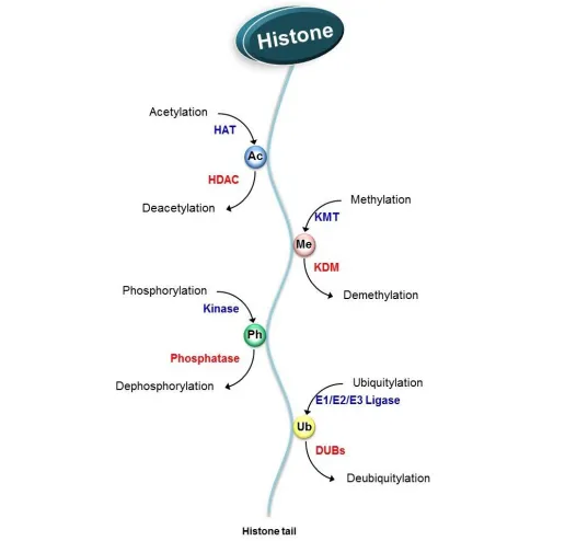Fig. 2.  Writers and erasers of histone modifications. Among several histone modifications, four main modifications highly associated with chromatin dynamics are: histone acetylation, histone methylation, histone phosphorylation, and histone ubiquitylation