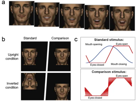 Fig. 1 eThe eye transitions exhibited by the standard stimulus always lasted 140 msec