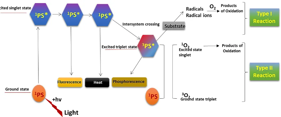 Fig 1. The schematic representation of Type I and Type II reactions in photodynamic therapy              (Adapted from Khurana et al