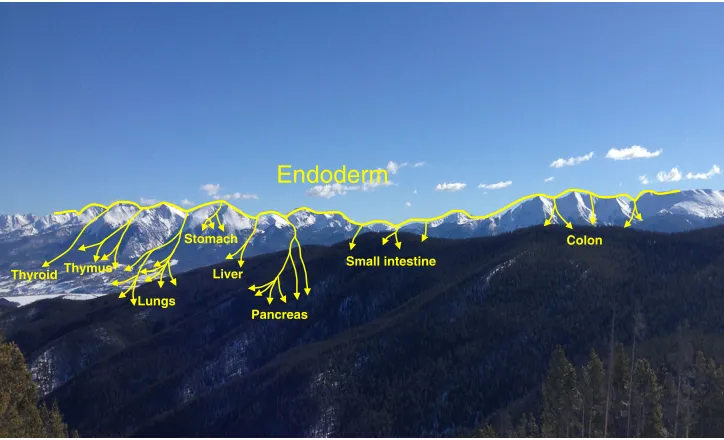 Fig. 1. The endoderm lineages depicted