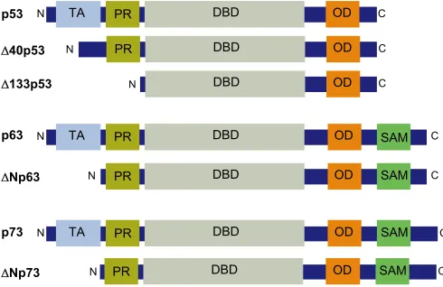 Fig. 1. Domain architecture of p53 family proteins. The major functionalpromoters, generating N-terminal truncated isoforms (e.g.domains of p53 family proteins are shown, including the N-terminaltransactivation domains (TA), the proline-rich domain (PR), t