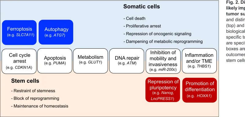 Fig. 2. Diverse p53-regulated pathwayslikely impinge upon a common outcome oftumor suppression