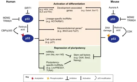 Fig. 3. Functions of p53 in the differentiation of human and mouse ESCs. A schematic of p53 signaling and functions in human (left) and mouse (right) ESCsis shown