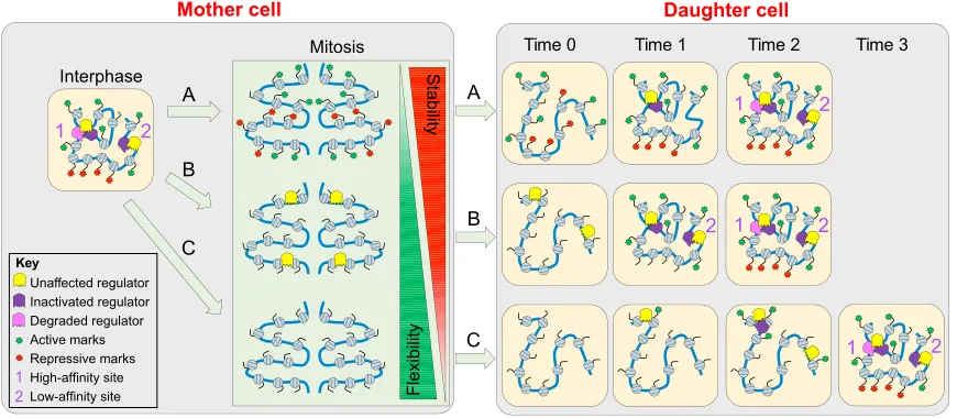 Fig. 1. Conveying gene regulatory architectures from mother to daughter cells. The regulatory architecture of the chromatin in interphase cells (shown inyellow boxes) depends on where and how various gene regulators (coloured Pacman-like icons) interact wi