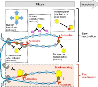 Fig. 2. Mitotic bookmarking in the face of mitosis. A large number of changes can alter the binding capacity of gene regulators (yellow Pacman-like icons) duringwith some nucleosomes (green) occupying regulatory regions