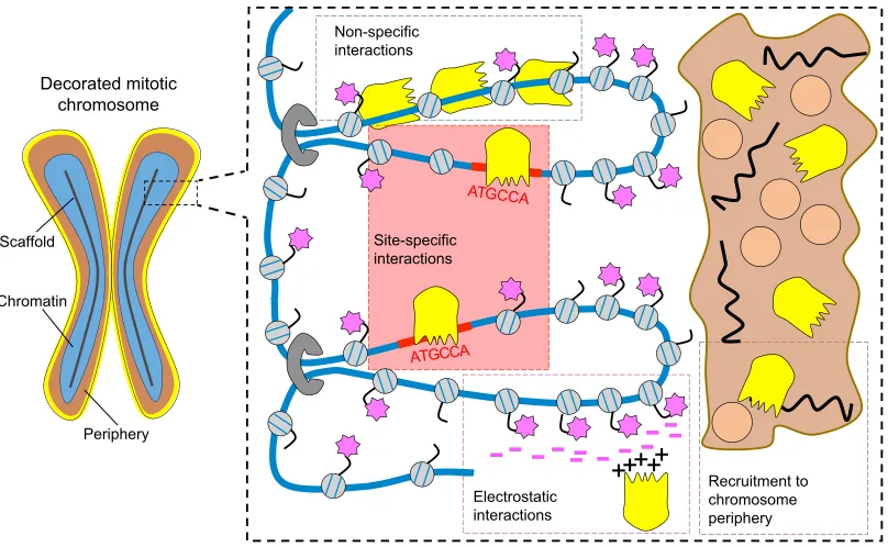 Fig. 3. Different modalities of recruitment to mitotic chromosomes. Mitotic chromosomes (left) are composed of an axial scaffold (black line), the chromatin(blue) and a peripheral compartment (brown)